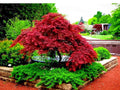 Japanese Red Maple Tree Seeds - 10+ Seeds - Acer Palmatum Atropurpureum - Fall Color Bonsai Variety
