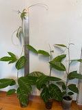 Purple Passion Fruit Starter Plant 16"-18" Passiflora edulis 'Possum' May Pop Live Plant