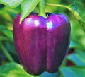 Purple Bell Pepper Seeds - 50+ Non-GMO Sweet Vegetable Garden Plants - Capsicum Annuum