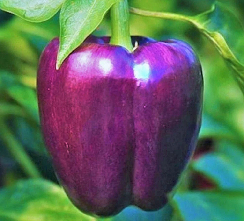 Purple Bell Pepper Seeds - 50+ Non-GMO Sweet Vegetable Garden Plants - Capsicum Annuum