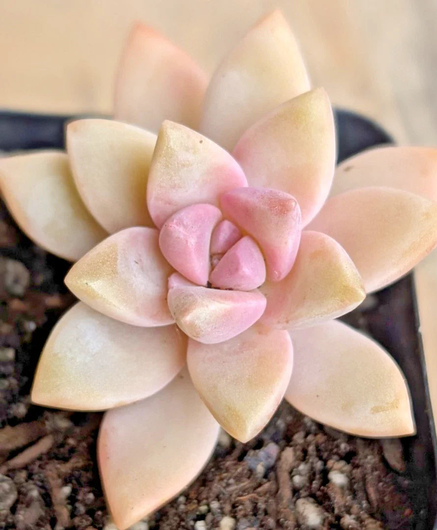 Ghost Plant - 2" Potted Pink Graptopetalum paraguayense - Succulent, Drought-Tolerant, Indoor/Outdoor Houseplant
