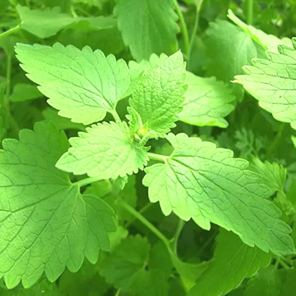 Catnip Seeds 50+ Nepeta cataria Heirloom Organic Garden Plant Herbal 3 ft Tall 3 ft Wide Hardy Zones 3-9