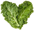Dwarf Blue Curled Kale Seeds | 300+ Non-GMO Heirloom Seeds | Brassica oleracea var. sabellica