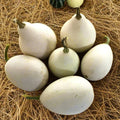 Ozark Nest Egg Gourd Seeds - Ornamental Dragon Eggs Variety for 2025 Planting - Cucurbita pepo