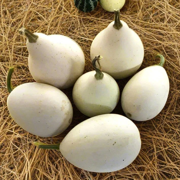 Ozark Nest Egg Gourd Seeds - Ornamental Dragon Eggs Variety for 2025 Planting - Cucurbita pepo
