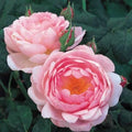 Scepter’d Isle Rose Plant Cuttings - 3 Fresh 6” Unrooted Cuttings - Ideal for Propagation - Rosa 'Scepter'd Isle'