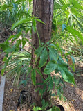 Syngonium Angustatum Cutting - Variegated Little Star Five Finger - 1 Node Fresh Plant Cutting