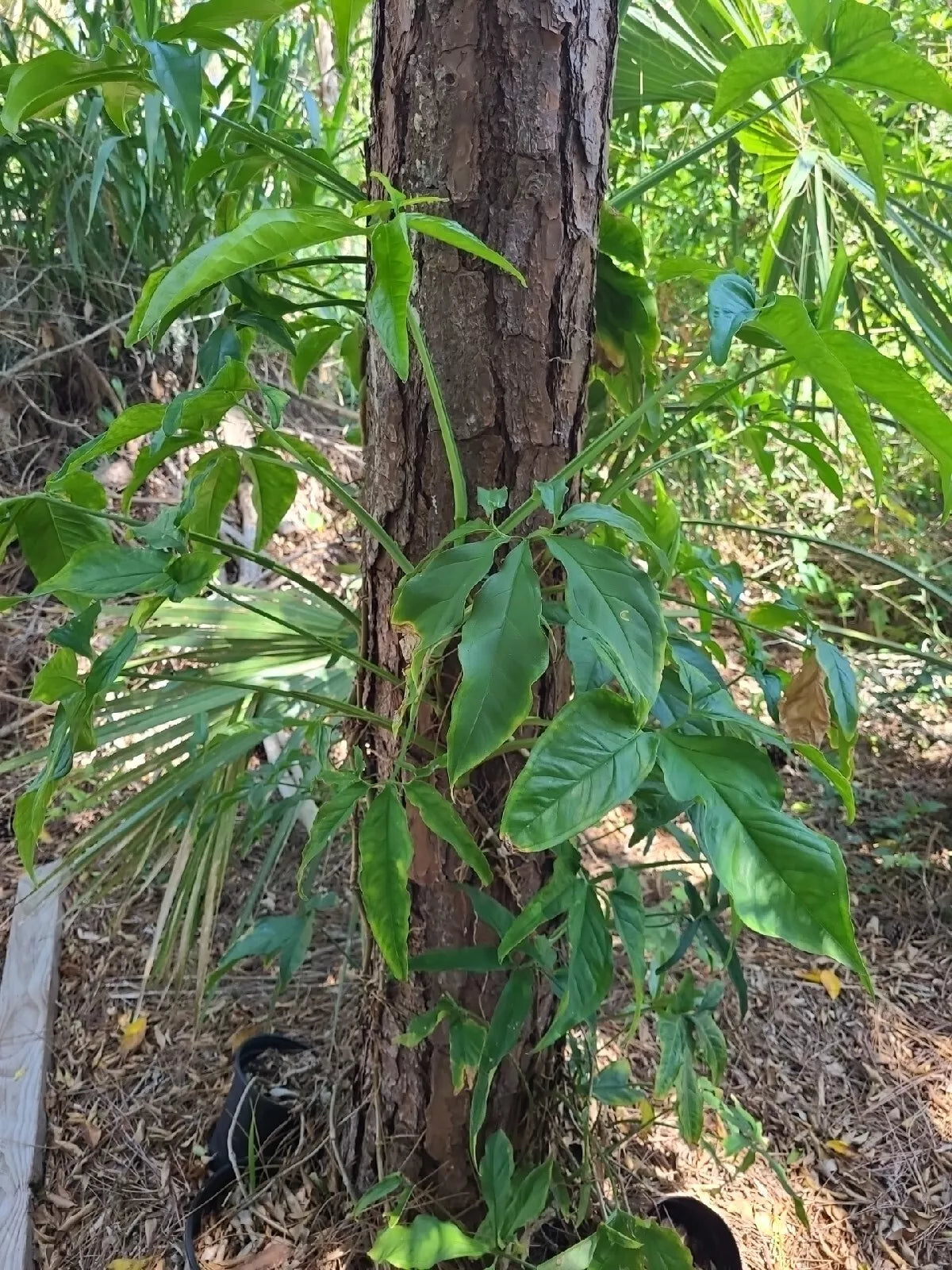 Syngonium Angustatum Cutting - Variegated Little Star Five Finger - 1 Node Fresh Plant Cutting