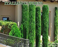 300 Italian Cypress Seeds, Tuscan Variety, Cupressus sempervirens, Fast-Growing Trees for Landscaping
