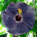 Hibiscus Seeds - 20 Purple Silver Perennial Flower Seeds - Hibiscus rosa-sinensis - US Seller