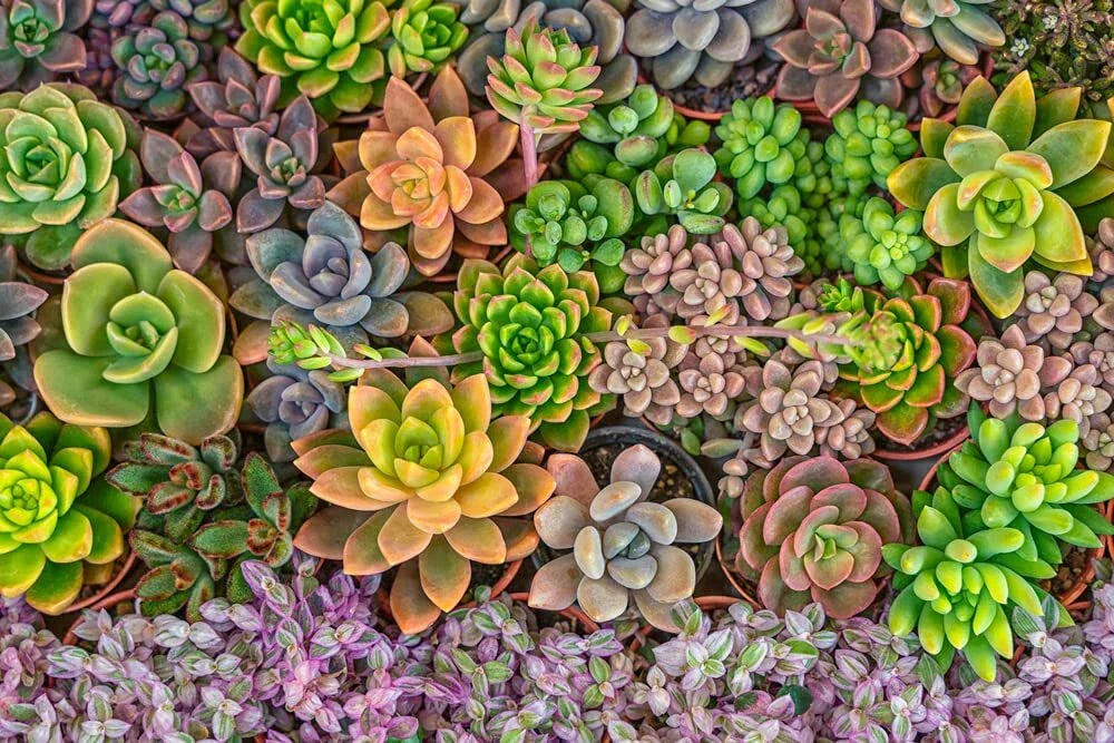Succulent Seeds Mix - 50 Seeds - Echeveria Variety - Ships from Iowa, USA