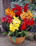 Mixed Canna Lily Bulbs - 10 Pack - Colorful Varieties - Canna indica