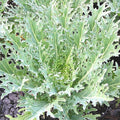 White Russian Kale Seeds | Heirloom Non-GMO Variety | Organic Vegetable Seeds | Brassica oleracea