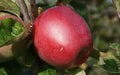 Northern Spy Apple Seeds - 25+ Heirloom Seeds for Garden Planting - Malus domestica - USA