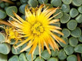 Fenestraria rhopalophylla Seeds - Exotic Baby Toes Ice Plant - 50 Pack - Living Rock Succulent Seeds