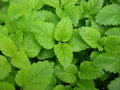 Lemon Balm Seeds - 235 Heirloom Perennial Herb - Melissa officinalis - Grown in USA - Buy 15 for Free Shipping