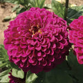 Tudor Zinnia Seeds - 100+ Pack for Garden Planting - Zinnia elegans - USA Grown, Non-GMO, Free Shipping