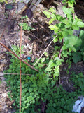 Thornless Blackberry Bush Rooted Cutting, 4 Inches, Rubus fruticosus, Freshly Dug, Ideal for Home Gardens, Health Benefits