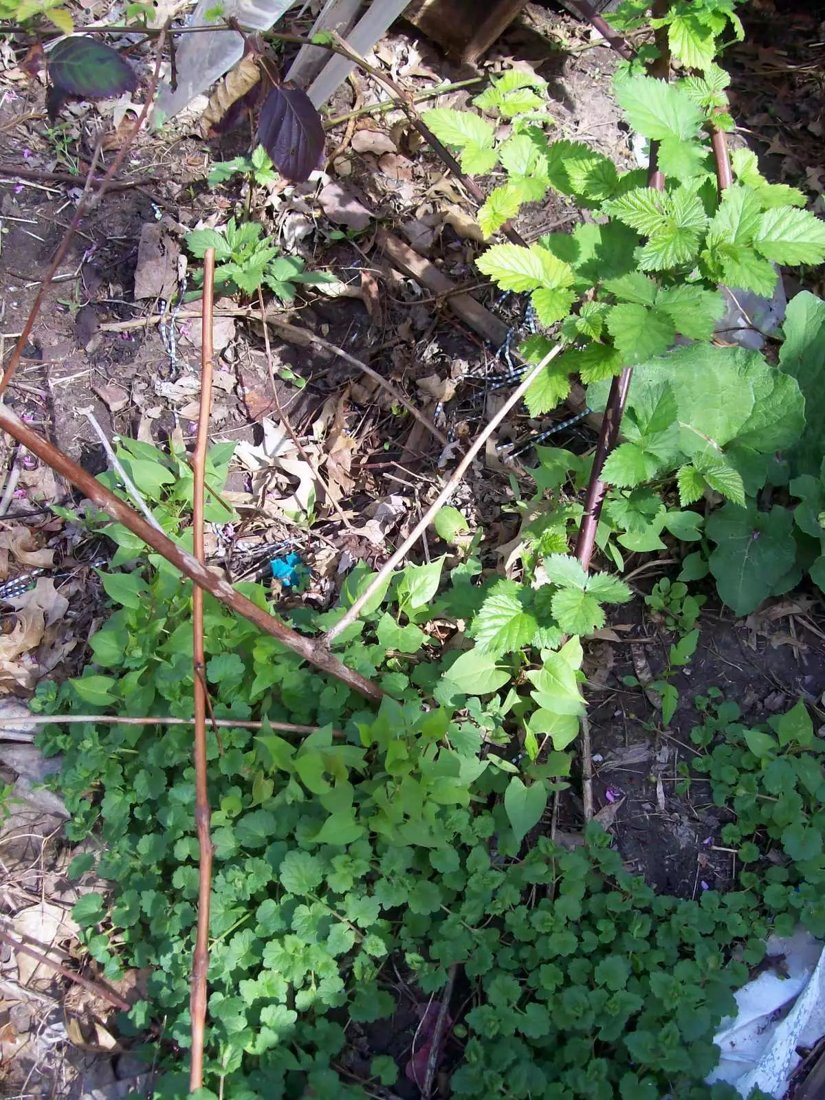 Thornless Blackberry Bush Rooted Cutting, 4 Inches, Rubus fruticosus, Freshly Dug, Ideal for Home Gardens, Health Benefits