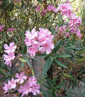 Oleander Plant Cuttings 7" Pink Live Flowers for Propagation Nerium oleander