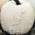 White Specter Pumpkin Seeds - 10 Organic Seeds - USA Grown - Heirloom Variety - Perfect for Fall Gardens