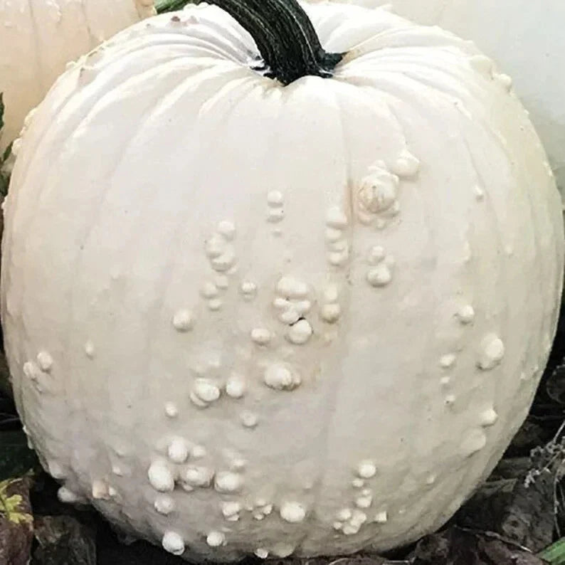 White Specter Pumpkin Seeds - 10 Organic Seeds - USA Grown - Heirloom Variety - Perfect for Fall Gardens