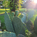 Large Eastern Prickly Pear Cactus Pads, Cold Hardy, Opuntia Humifusa, 3 Non-Rooted Pads, Low Water, Easy Grow