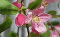 Louisa Crabapple Seeds - 25+ Seeds for Garden Planting - Malus 'Louisa' - USA Grown, Free Shipping