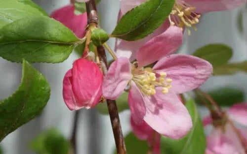 Louisa Crabapple Seeds - 25+ Seeds for Garden Planting - Malus 'Louisa' - USA Grown, Free Shipping
