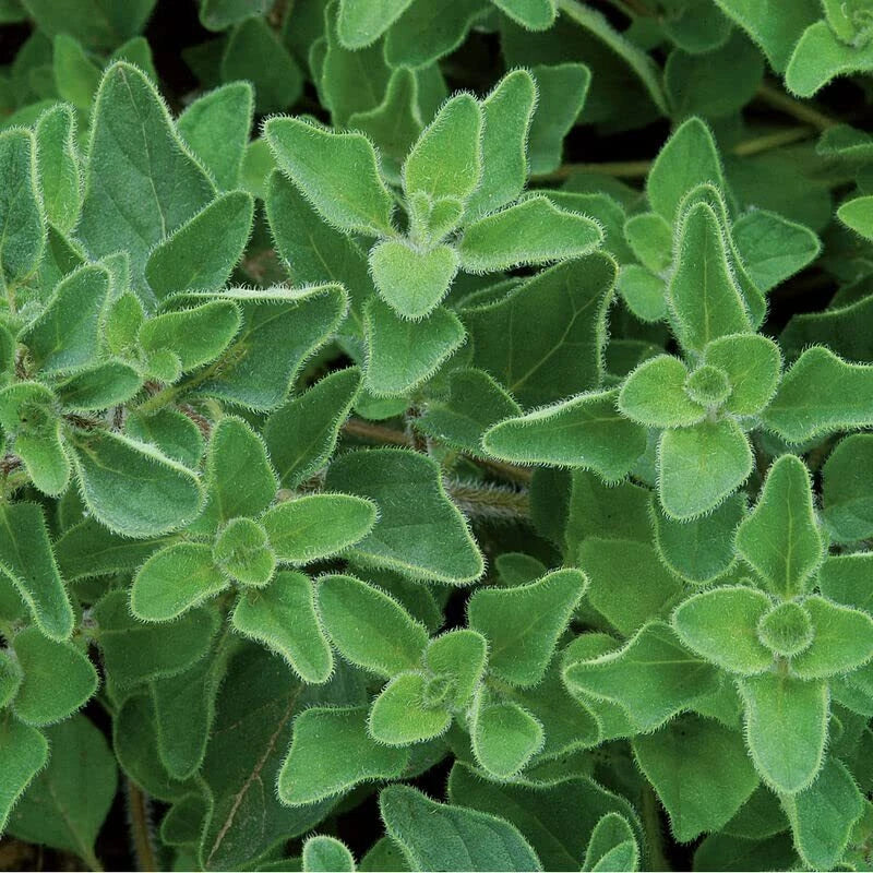 Greek Oregano Herb Seeds (500 Seeds) - Italian Spice, Origanum vulgare subsp. hirtum