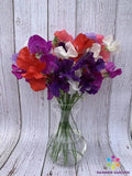 Sweet Pea Seeds 50+ Riviera Mixture for Garden Planting - Lathyrus odoratus - USA