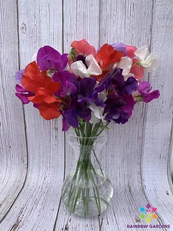 Sweet Pea Seeds 50+ Riviera Mixture for Garden Planting - Lathyrus odoratus - USA