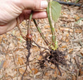 Spiral Ginger Plants 6-10'' Organic Rhizomes Costus barbatus - 2 Pieces Rooted Plant