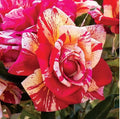 Daring Spirit Hybrid Tea Rose Cuttings 5-8" Long - Fresh Unrooted Stems, Rosa hybrid