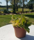 Plectranthus Neochilus Plant - Fuzzy Green Lobster Flower - Swedish Ivy Spur Flower - Indoor Houseplant