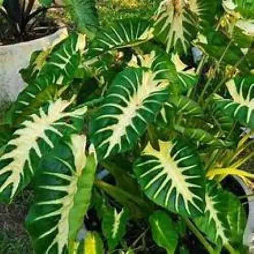 Maui Sunrise Colocasia esculenta - Small Rooted Starter Plant - Royal Hawaiian Taro