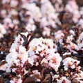 Blush Cape Myrtle Seeds - 20 Perennial Flower Seeds - Lagerstroemia indica - US Seller