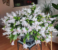 White Christmas Cactus Live Plants 3" Pot 5-6" Tall Schlumbergera Holiday Indoor Decor