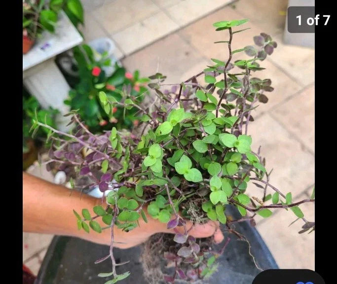 Dwarf Bolivian Calisia Repens Cuttings - 40 Pack & Wandering Jew Tradescantia Cuttings - 20 Pack