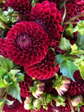 Cornel Dahlia Seeds - 25 Perennial Flower Seeds for Vibrant Blooms - Dahlia pinnata