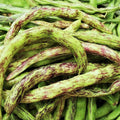 Rattlesnake Bean Seeds | Purple Green Dragon Runner | Pole Variety | Phaseolus coccineus | 2025