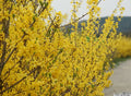 Forsythia Bush Live Plant 12-24" Bare Root 1-2 Years Old Forsythia x intermedia