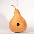 Gourd Seeds - Martinhouse Variety - Fresh Seed for Planting - Cucurbita pepo