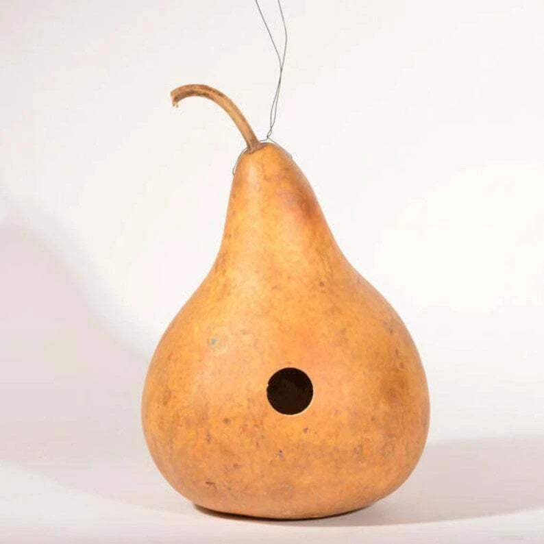 Gourd Seeds - Martinhouse Variety - Fresh Seed for Planting - Cucurbita pepo