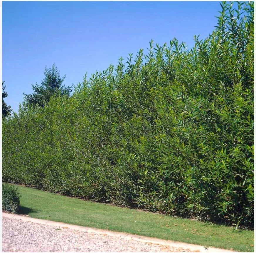 Austree Hybrid Willow Tree Cuttings - 10 Inch Fresh Cut, Fast Growing, 60 Thick Cuttings, Ideal for Rapid Privacy Screens