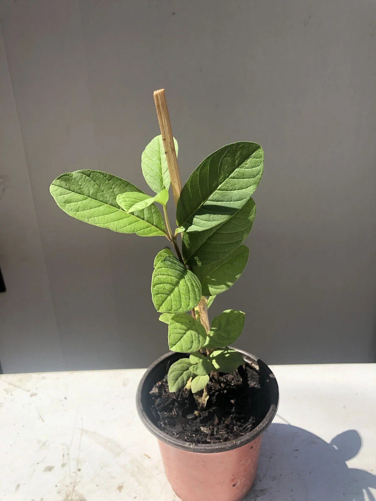 Guava Tree 10” Pot Sweet Pink Guava Tropical Live Plant - Psidium guajava