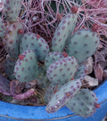 African Violet Leaves - 2 Pack - Buckeye Exotic Dancer - Saintpaulia ionantha