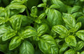 Organic Non-GMO Sweet Basil Seeds - Easy Grow Herb - Ocimum basilicum - Texas USA, Free Shipping