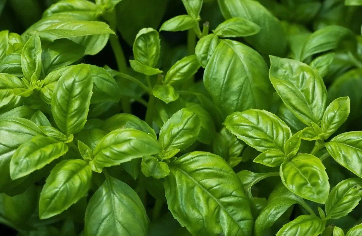 Organic Non-GMO Sweet Basil Seeds - Easy Grow Herb - Ocimum basilicum - Texas USA, Free Shipping