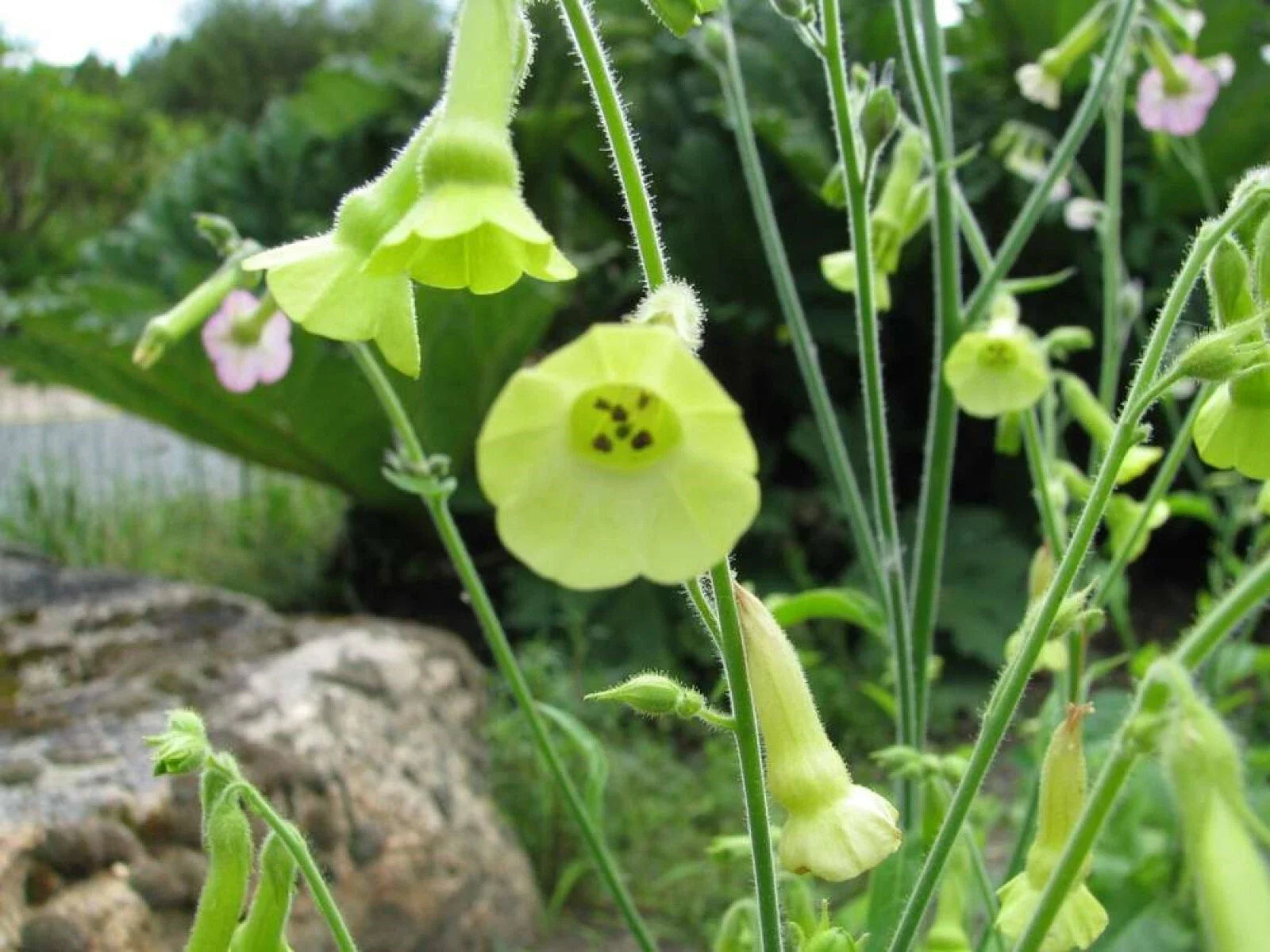 Organic Lemon Tree Tobacco Seeds - 100+ Pack - Nicotiana L. - Heirloom Variety - Free Shipping